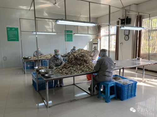 產得出 賣得動 慶元多措并舉加速恢復食用菌產銷兩旺
